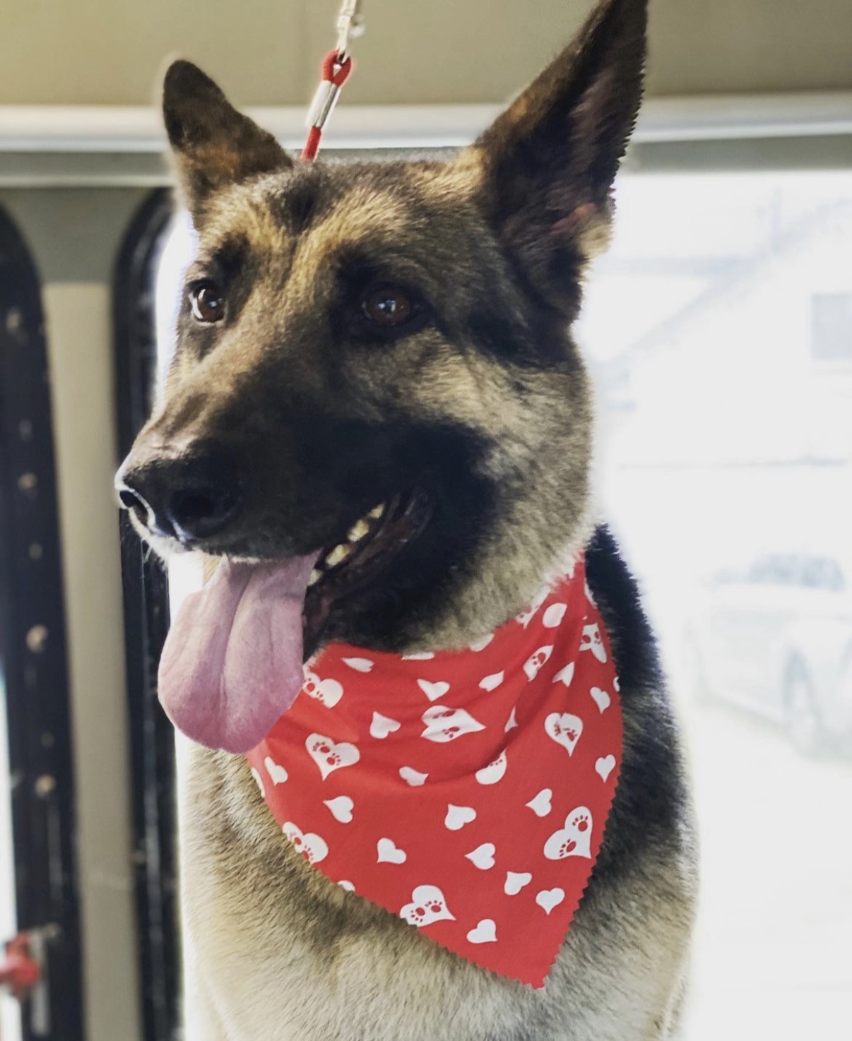 Nala wearing a red heart bandana