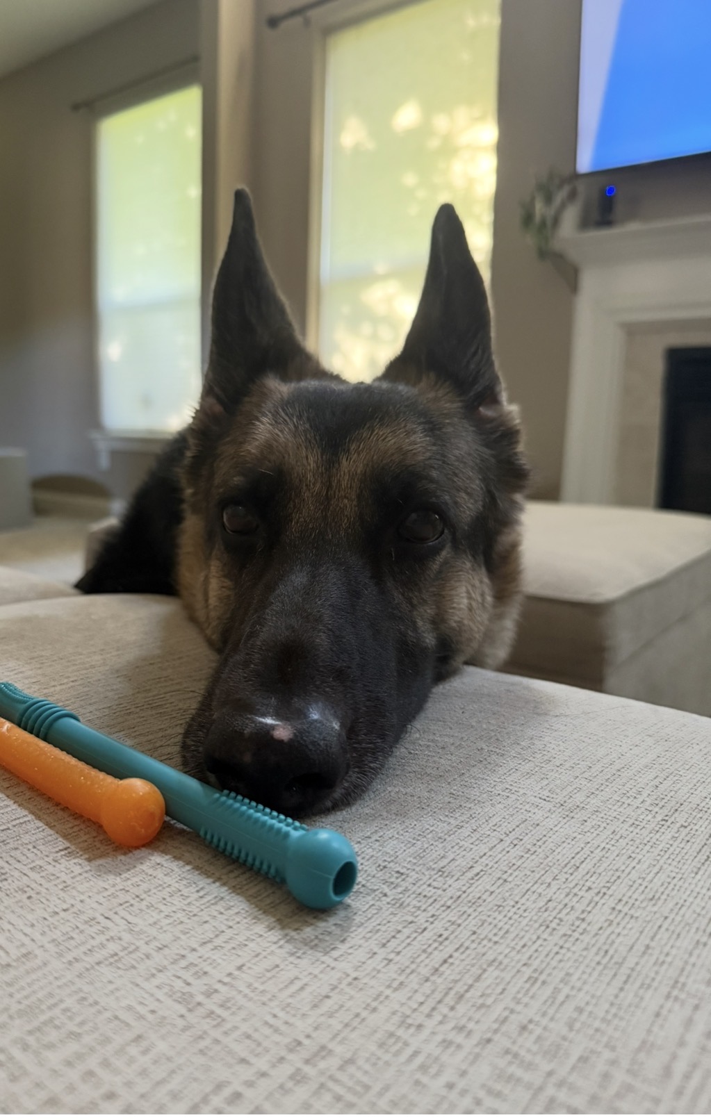 Nala resting on the couch at home
