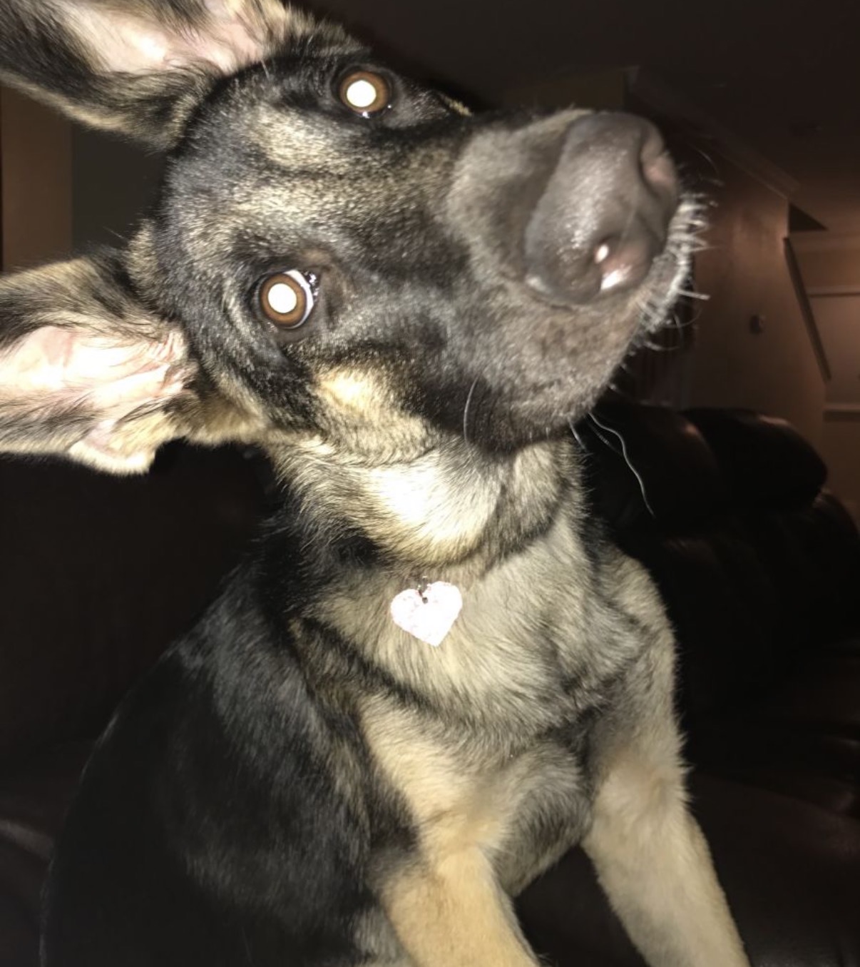 A playful close-up of Nala