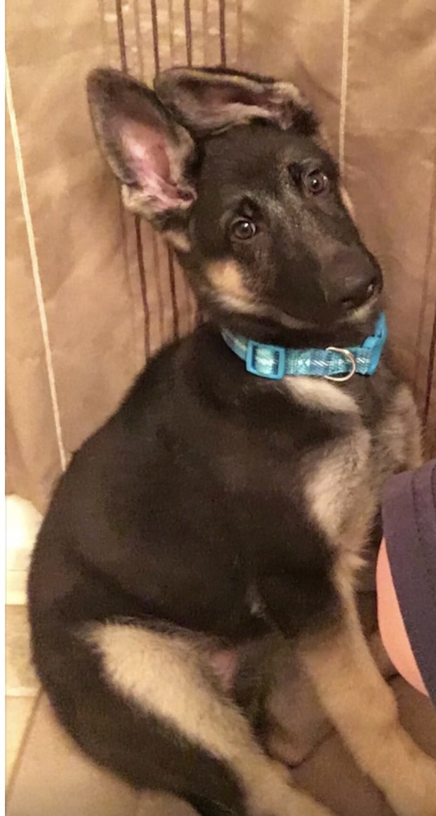 Nala as a German Shepherd puppy