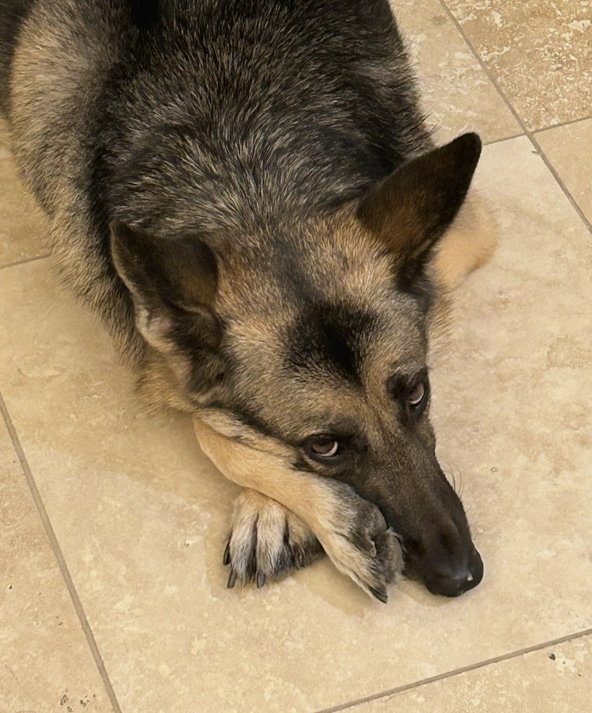 Nala resting peacefully at home