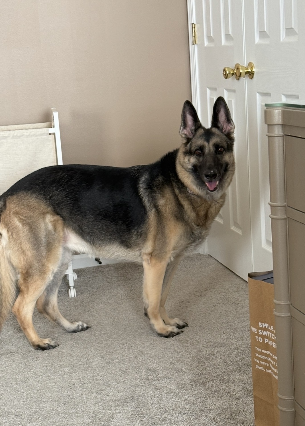 Nala standing at home as an adult