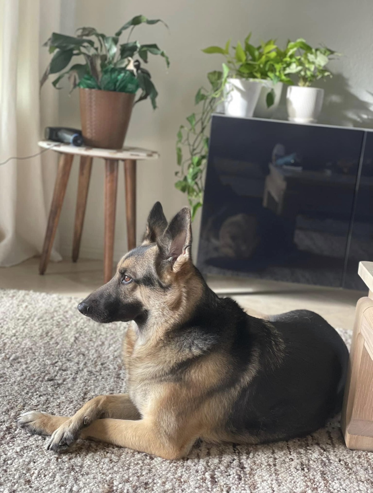 Nala resting in the sunlight at home