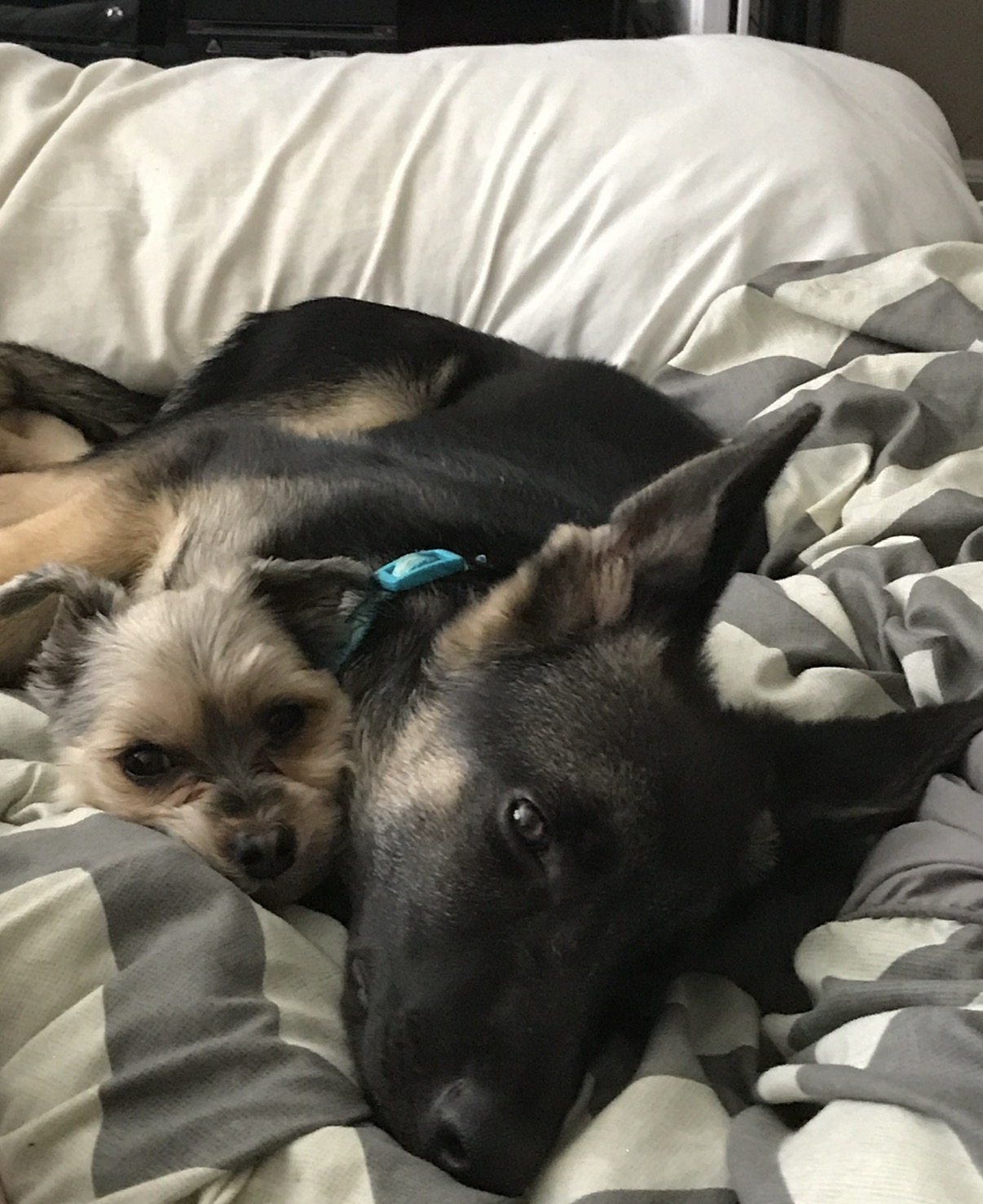 Nala resting with Jax