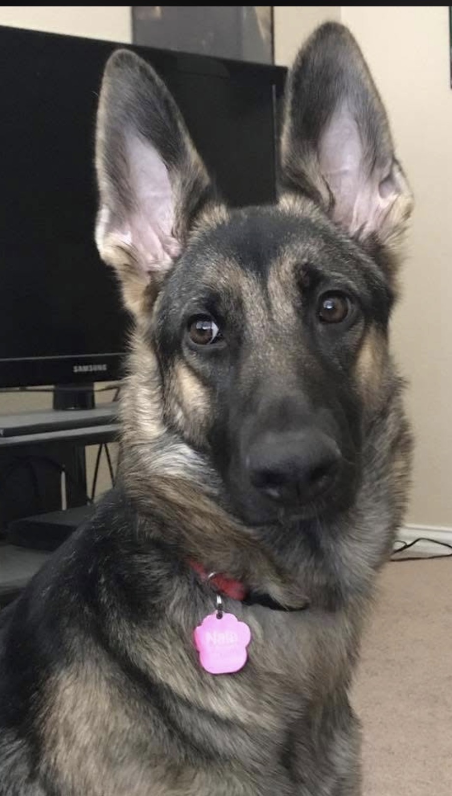 Nala, the German Shepherd who inspired The Nala Legacy Foundation